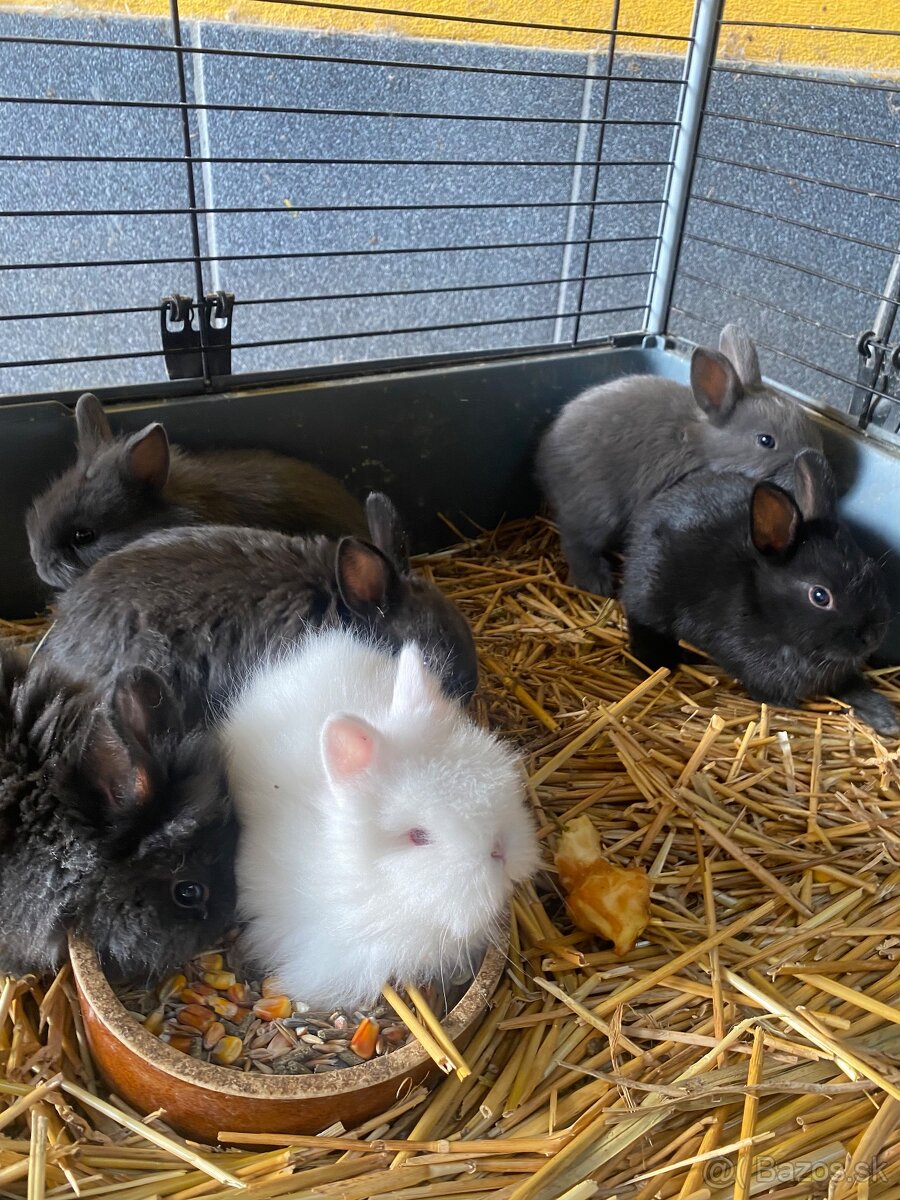 Trpaslíčie králiky - 5