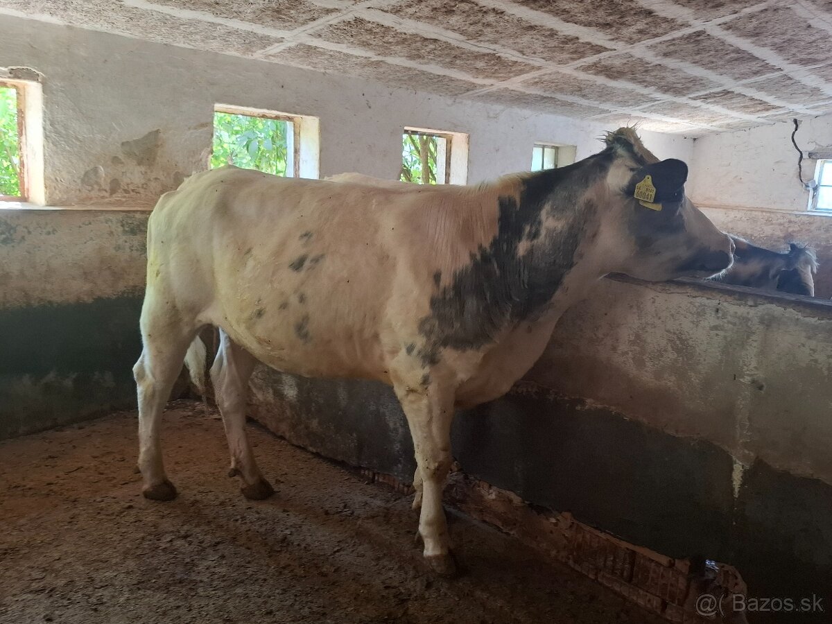 Jalovice - 5
