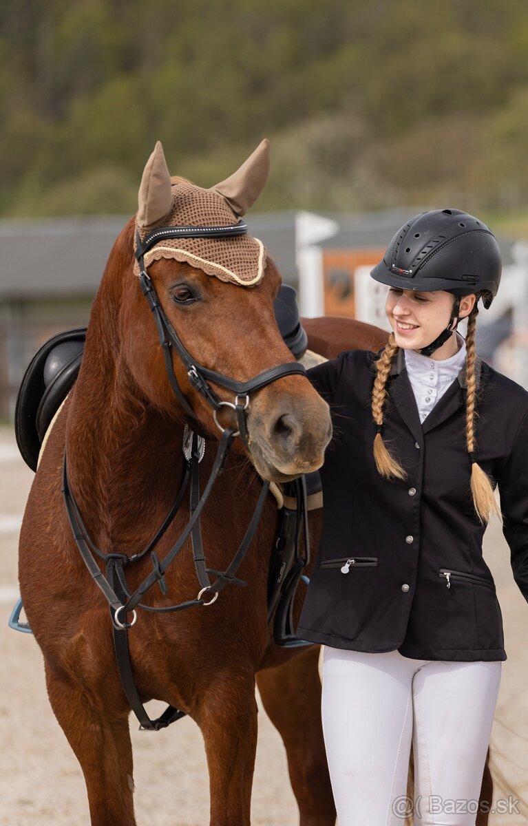 Charakterní klisna Welsh Cob - 5