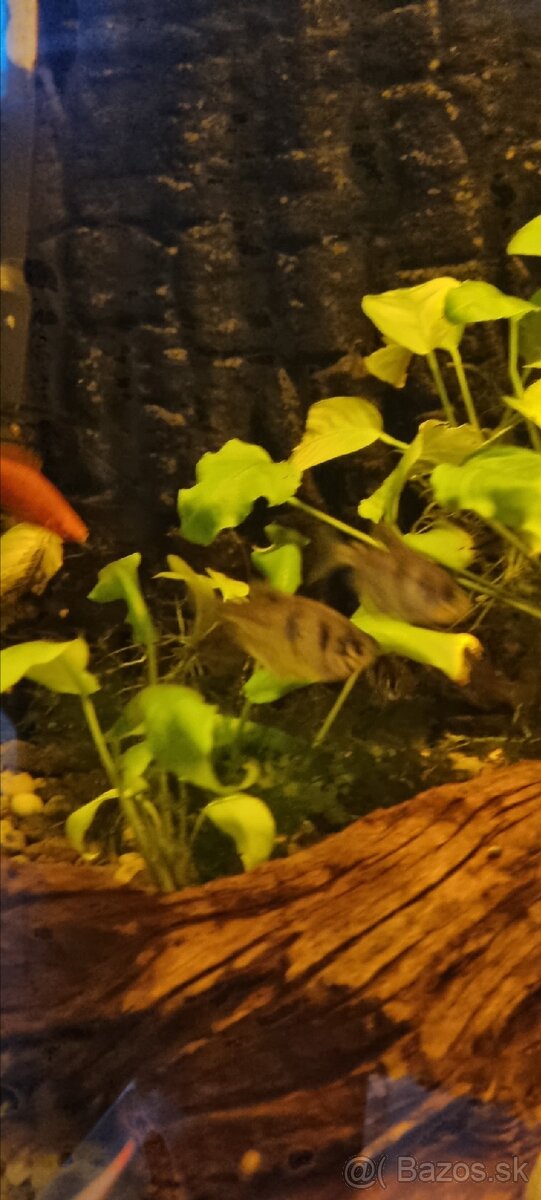 Akvariove ryby - 5