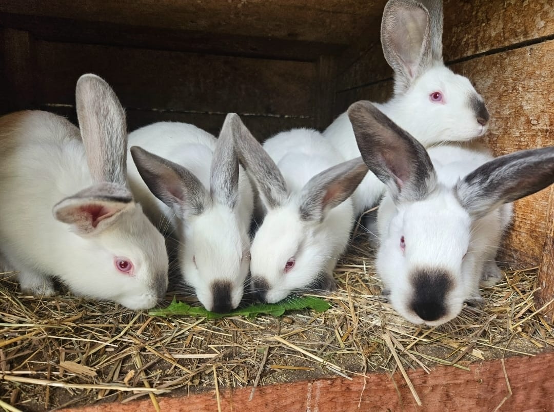 Predám králiky - 5