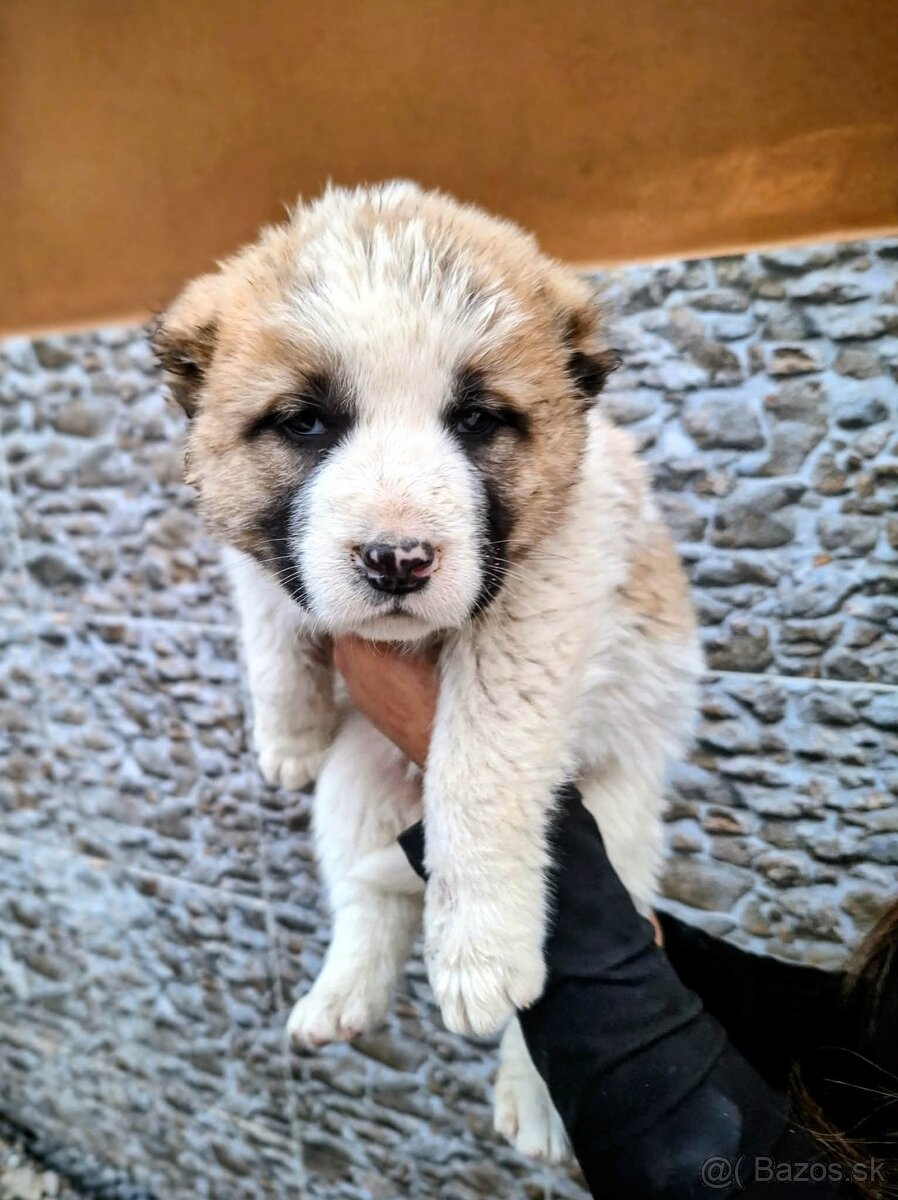 Stredoázijský ovčiak- šteniatká - 5