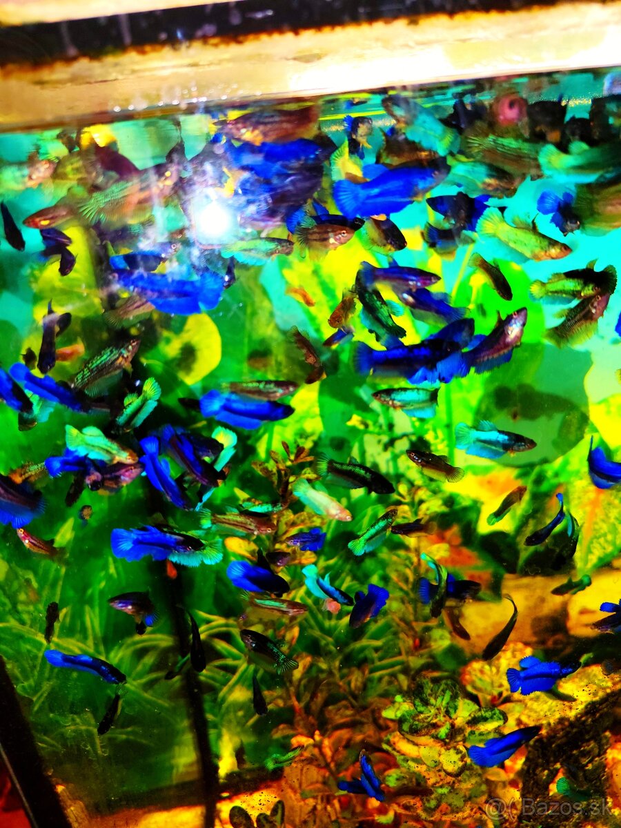 Betta Splendens - Bojovnica Pestrá. - 5