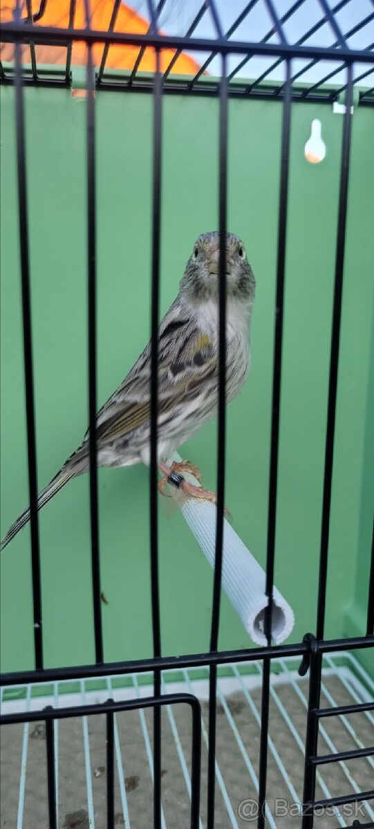 Predám Kanáriky,Kanáre - 5