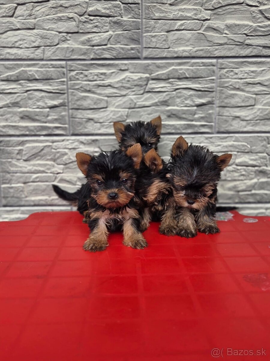 Yorkshirsky terier - 5