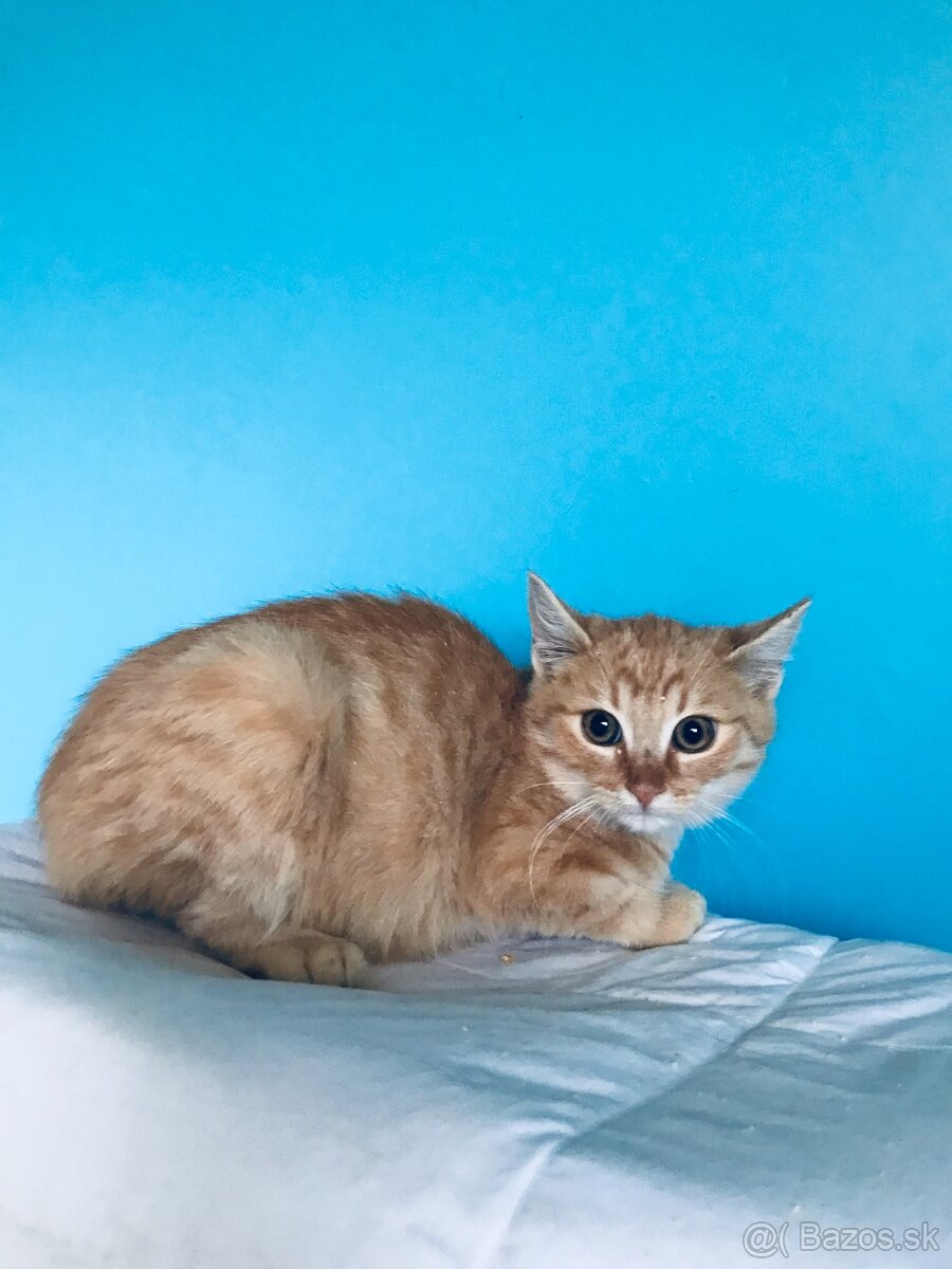 CLYDE SI HĽADÁ DOMOV VO VNÚTRI - 5