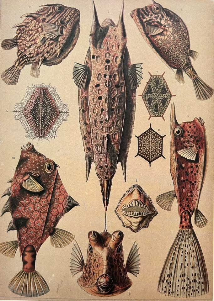 Nádherná séria encyklopédií - 5