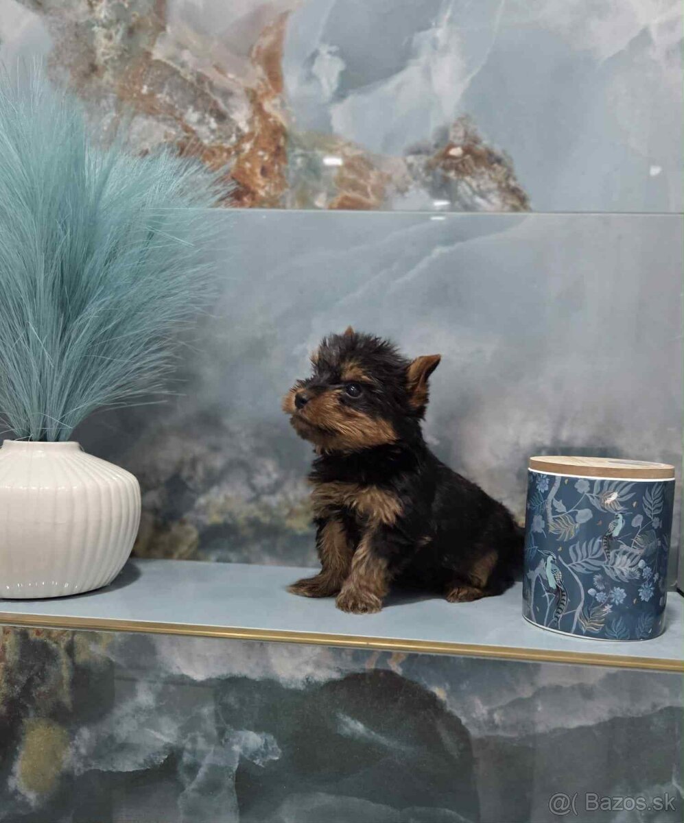 Yorkshirsky terier - 5