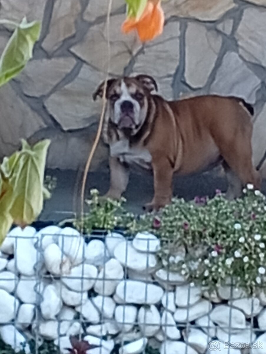 Anglicky buldog - 5
