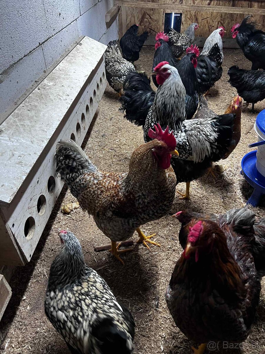 Predám kohútov - 5