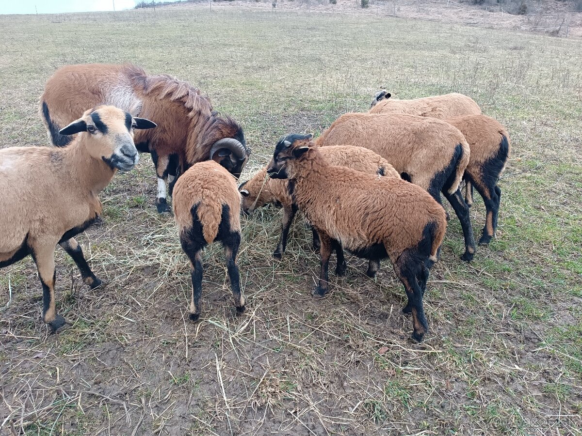 Kamerúnske ovce - 5