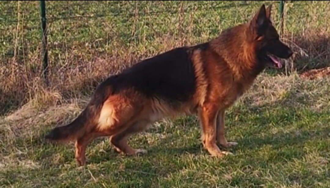 Nemecký ovčiak s PP - 5