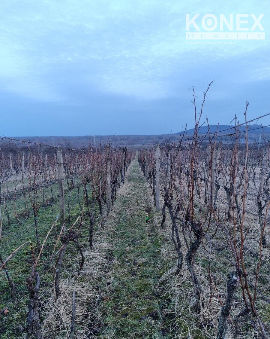 ID-4567 NA PREDAJ Chatka s vinicou - VINIČKY - 5