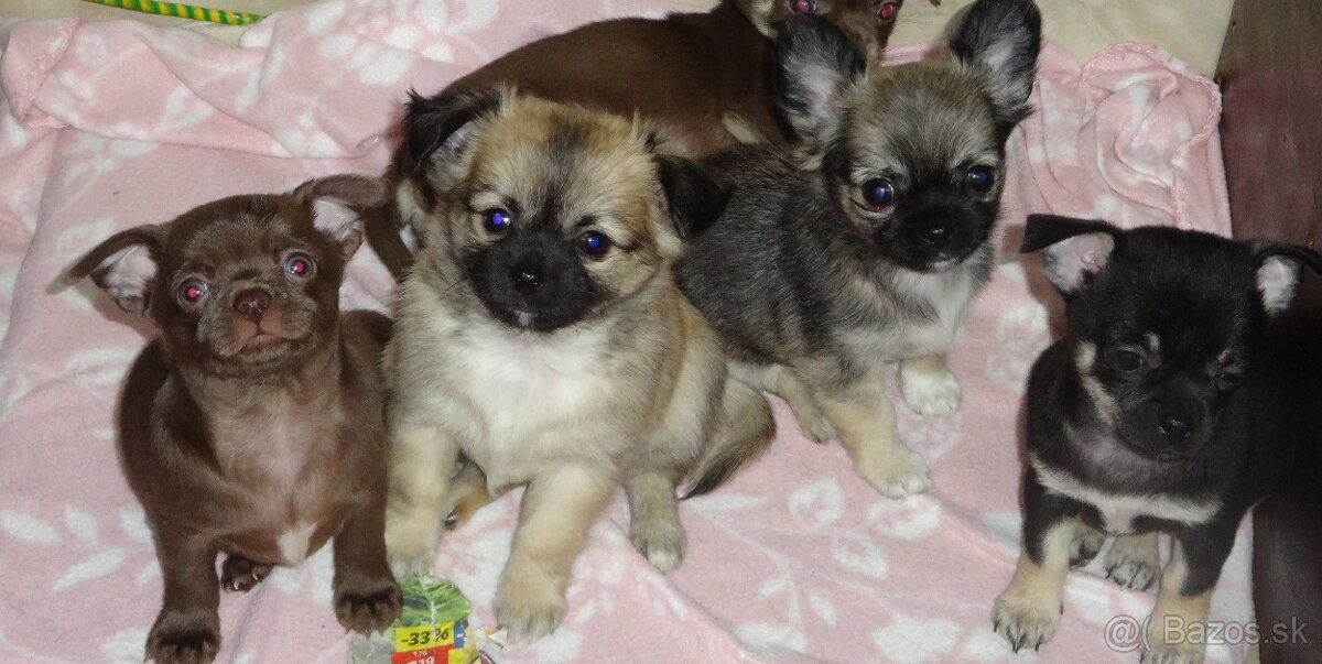 čivava krátkosrstá,dlhosrstá - 5