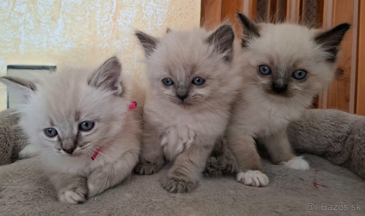 Čistokrvné Ragdoll mačiatka - 5