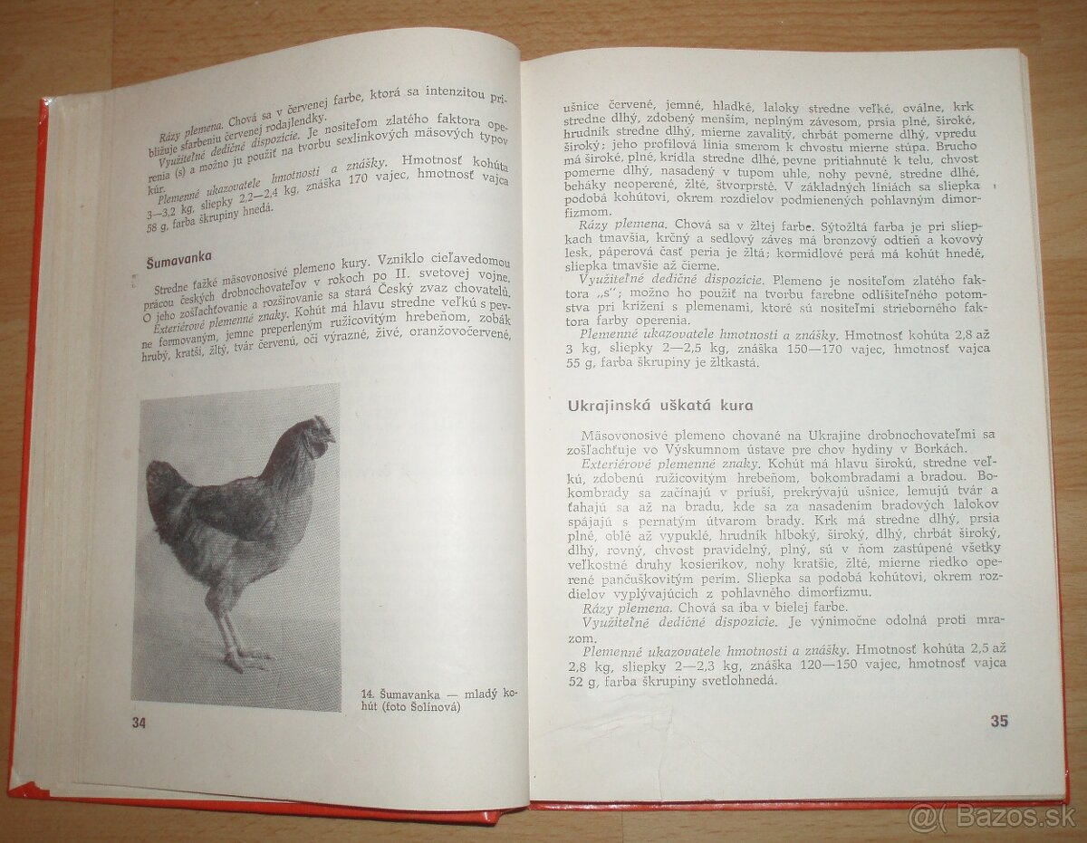 Najvýkonnejšie plemená a typy hydiny - 5