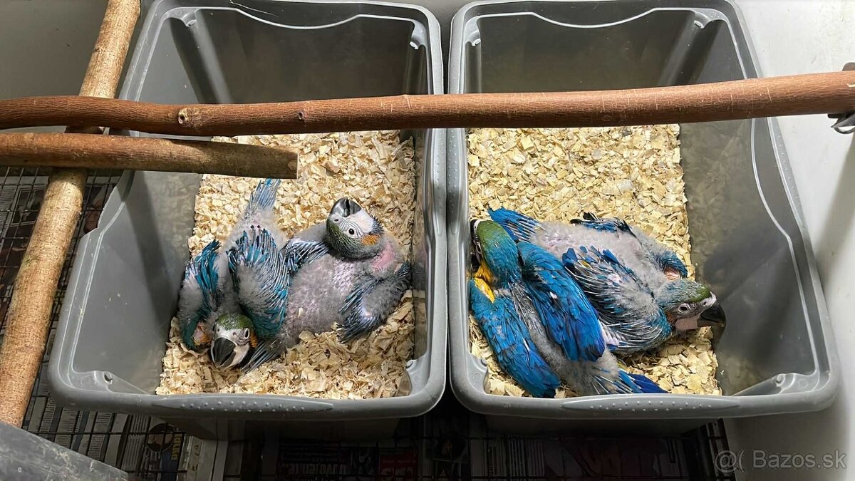 ✅✅✅ ARA ARARAUNA ✅✅✅ - 5