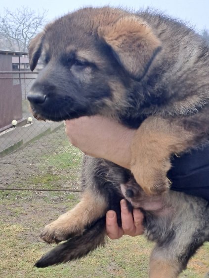 Nemecký ovčiak - 5