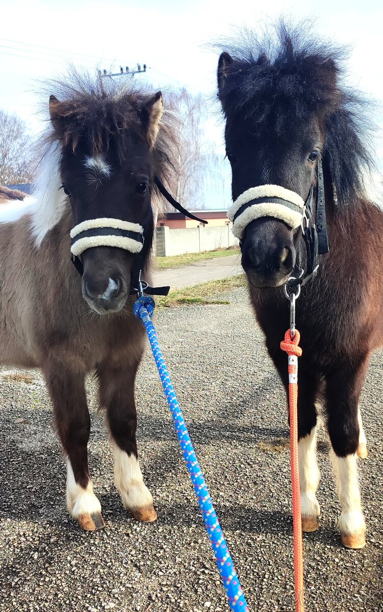 Predám 8 mesačnú kobylku poníka - 5