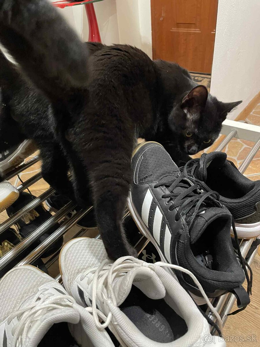 Darujem kocúrika - 5