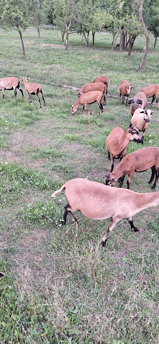 Predam kamerunske ovce. - 5