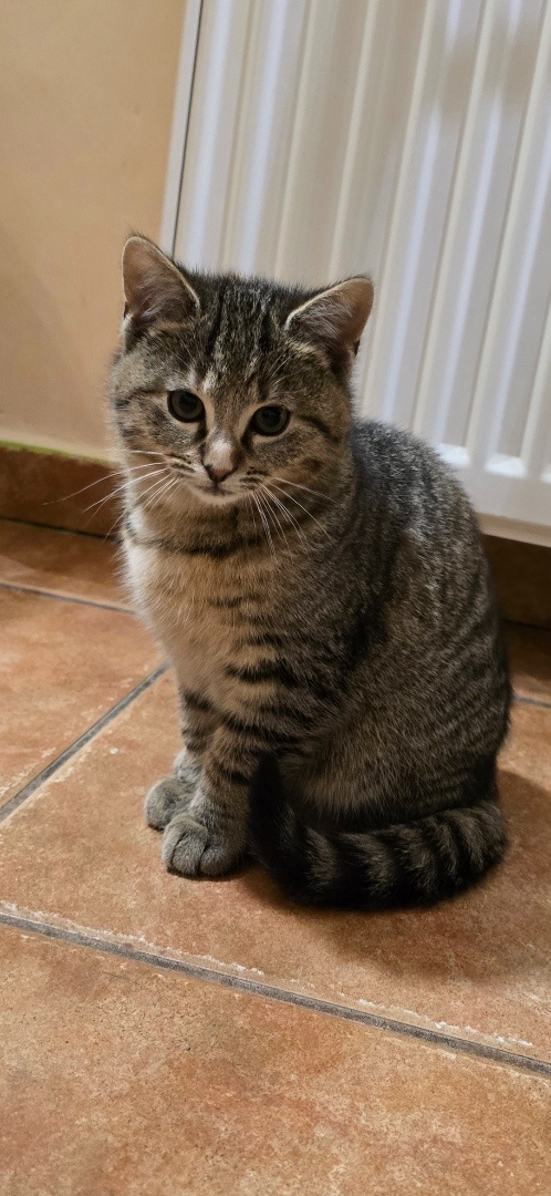 Darujeme mačiatka - 5