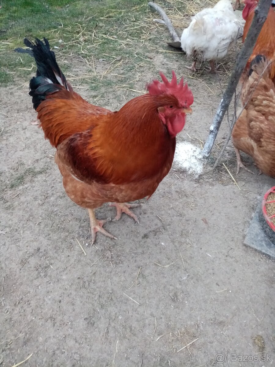 Predám nasadove vajcia kalimero - 5