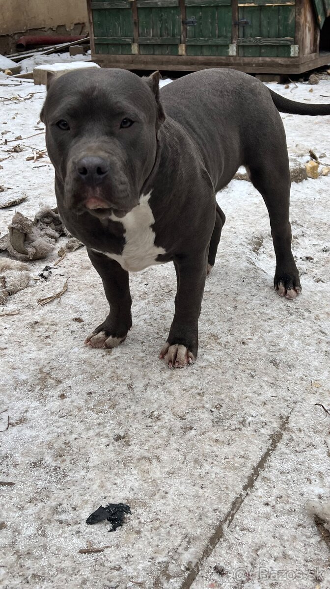 American bully - 5