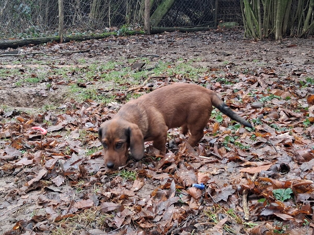 Alpský jazvečíkovitý durič - 5