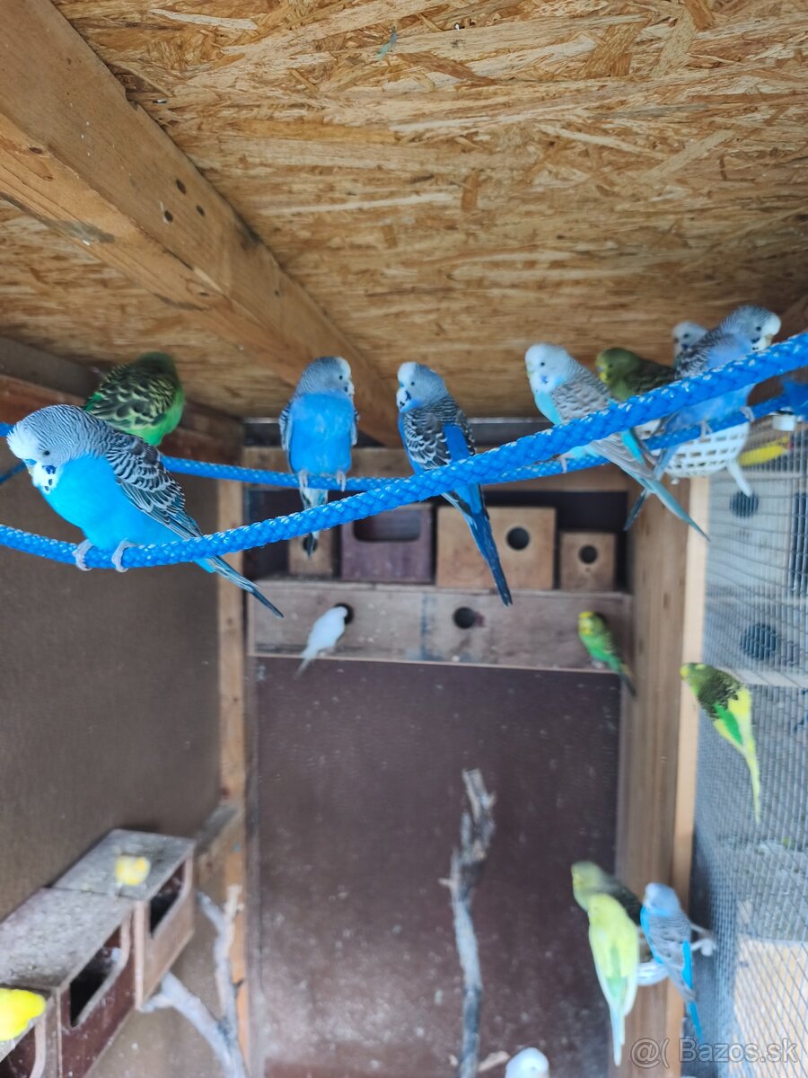 Andulky, agapornis - 5