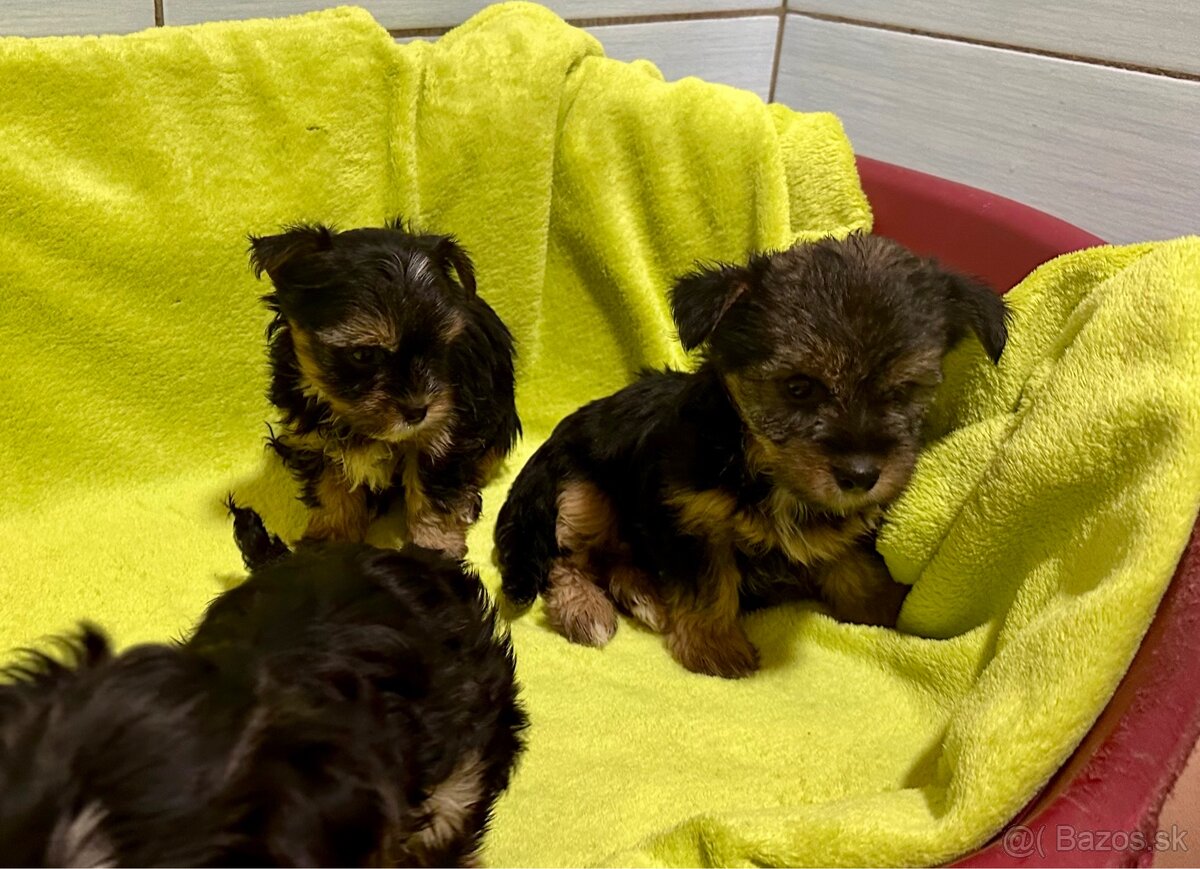 Yorkshire terrier - 5