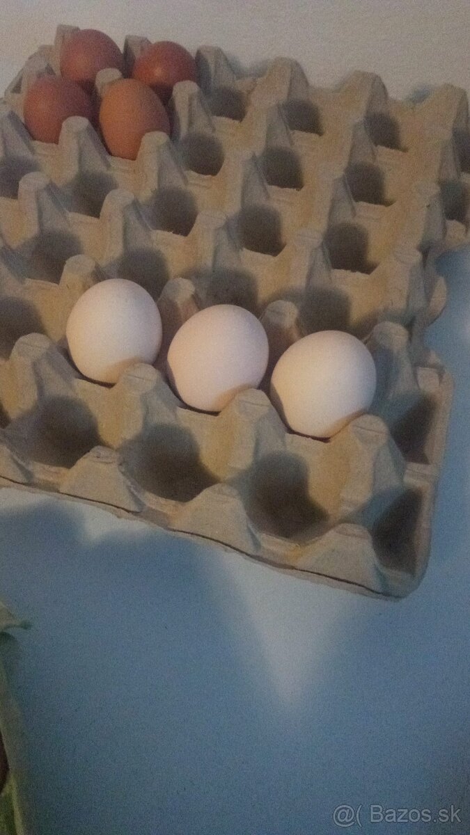 Predám australorpky - 5