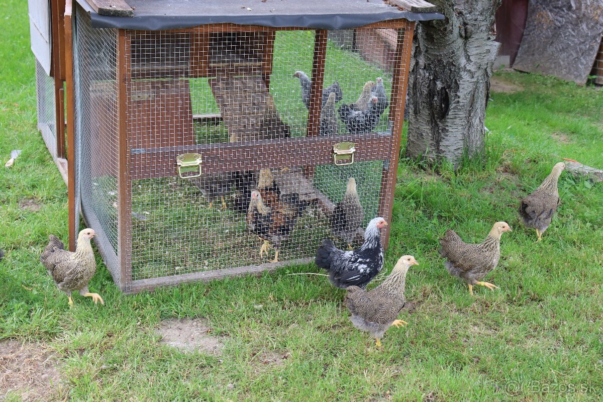 Prenosná voliéra s kurínom - 5