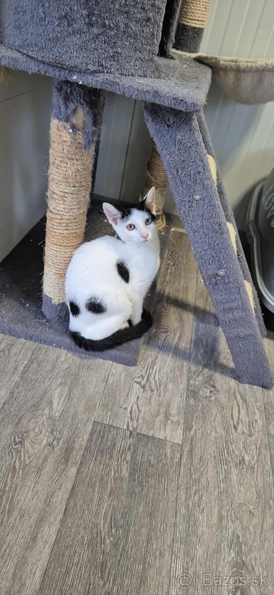 Mačiatka hladajú domov, spolu či samostatne, Bratislava - 5