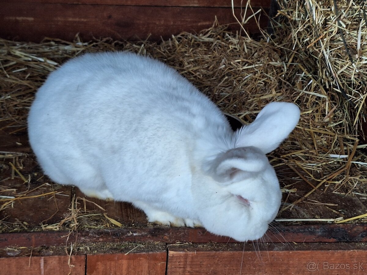 Novozélandský biely králik - 5