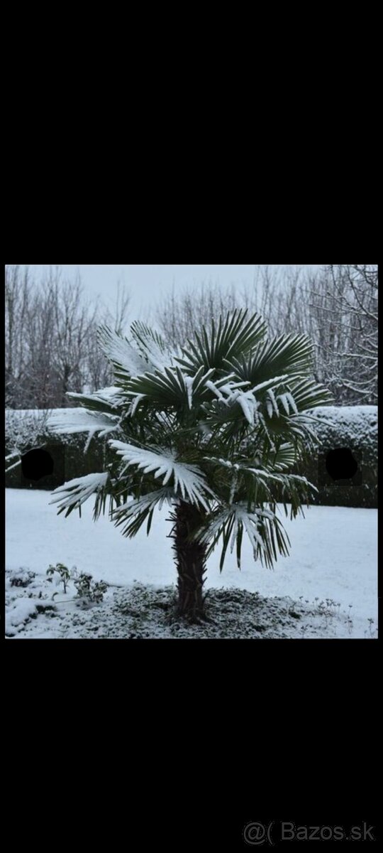 Palma Trachycarpus Fortunei - sadenice - 5