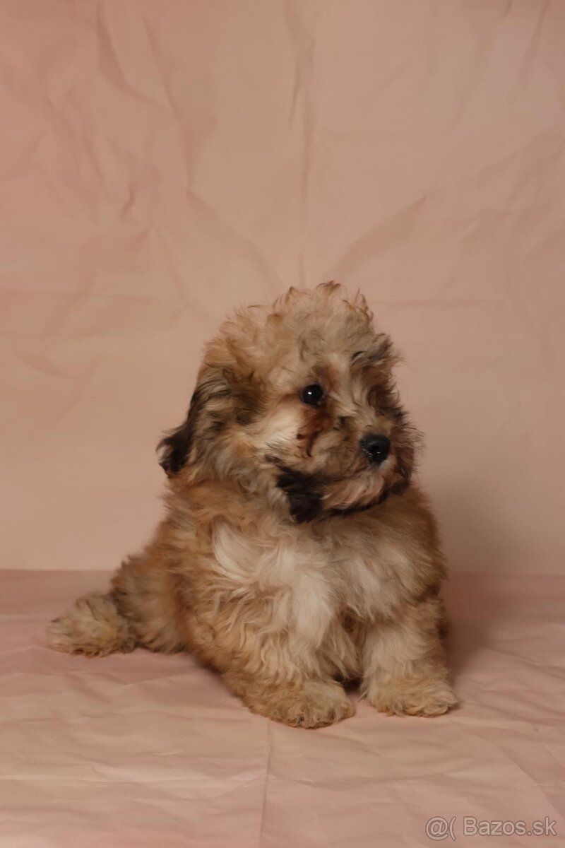 Maltipoo - 5