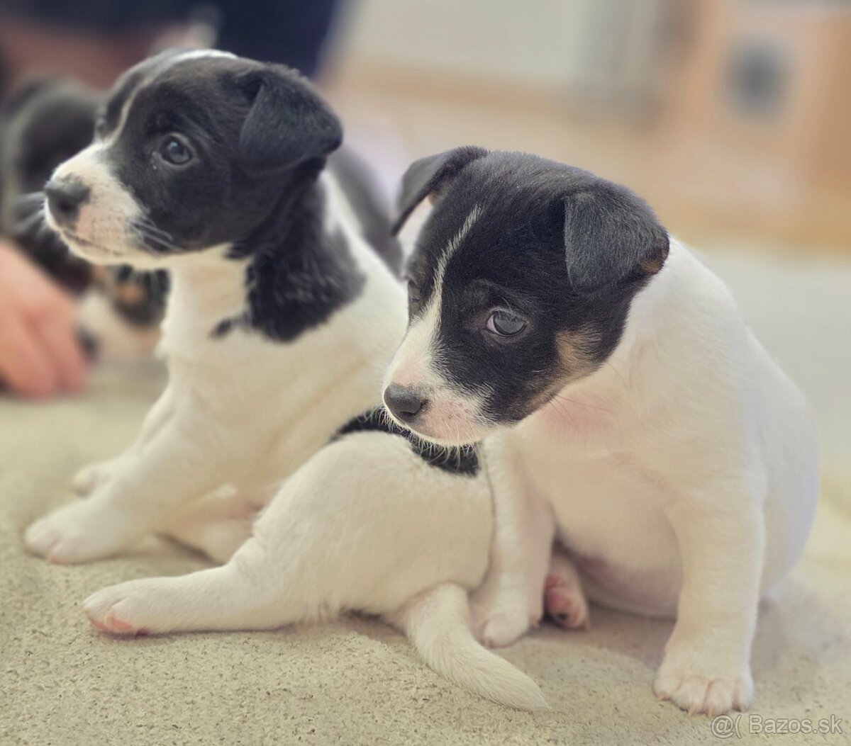 Jack russel teriér - 5