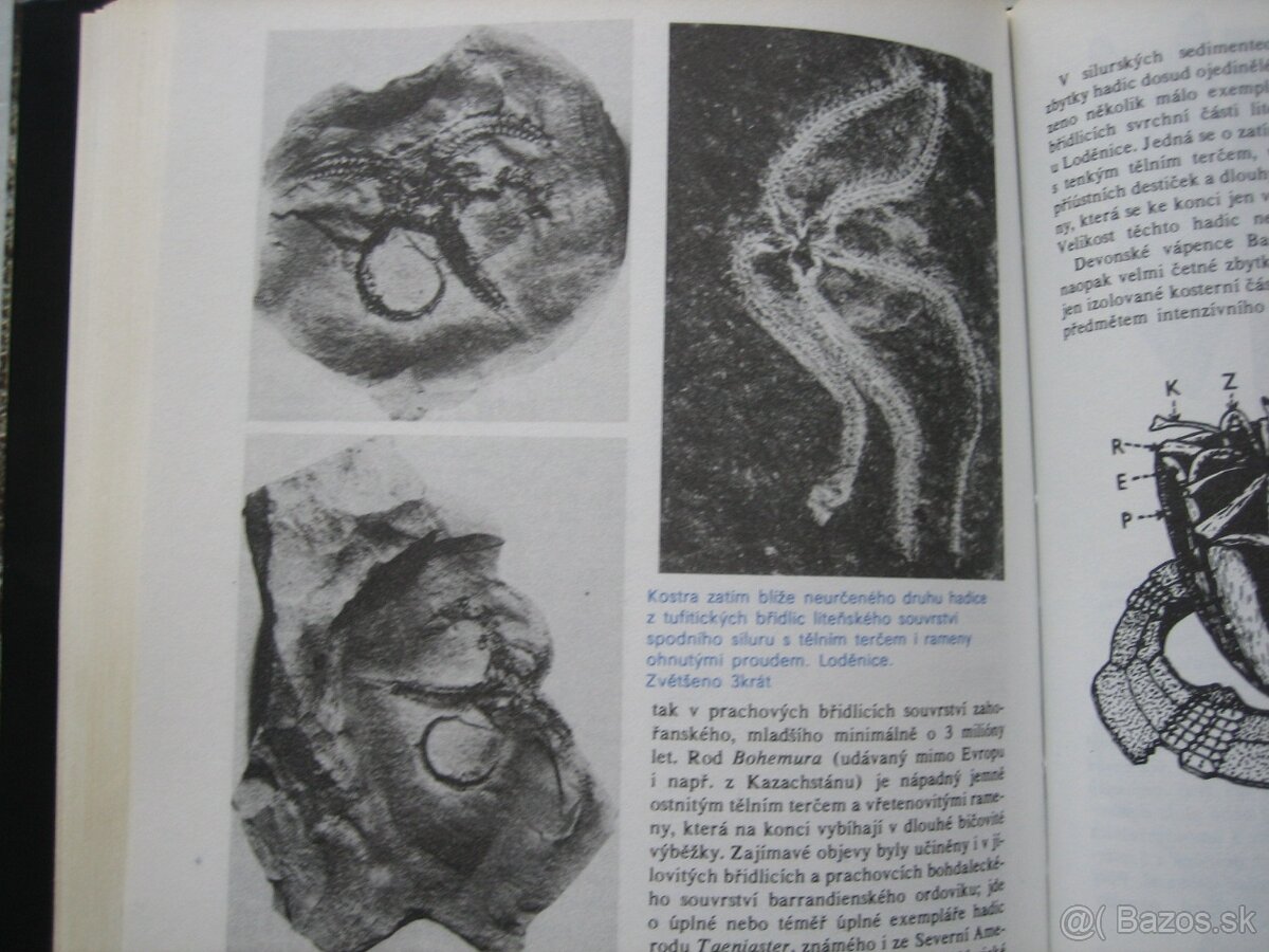 Skameneliny fosílie. - 5
