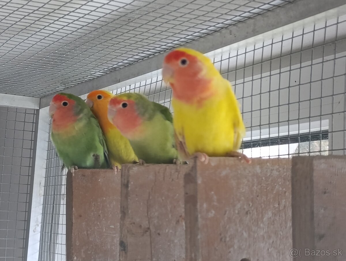 Agapornis ružovohrdlý. - 5