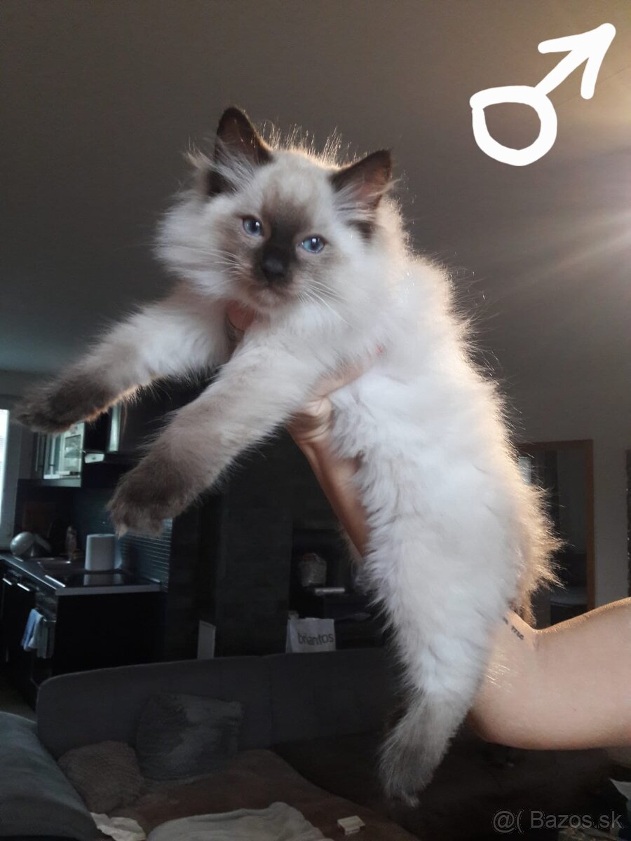 Mačiatka Ragdoll - 5