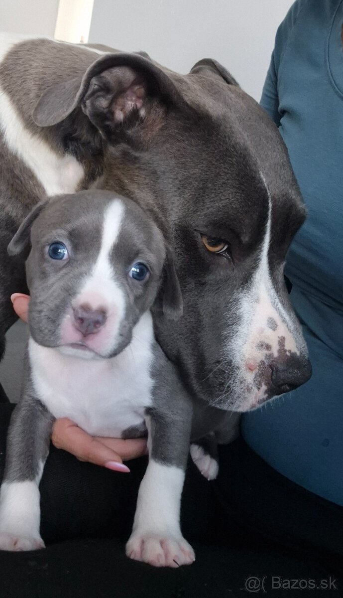 Americký Staford modrý - 5