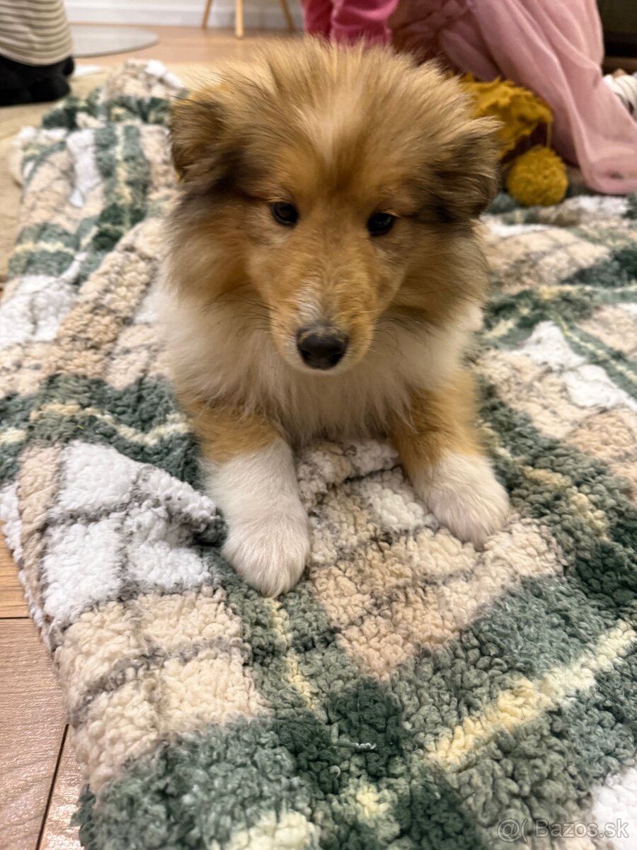 Dlhosrstá kólia - 5