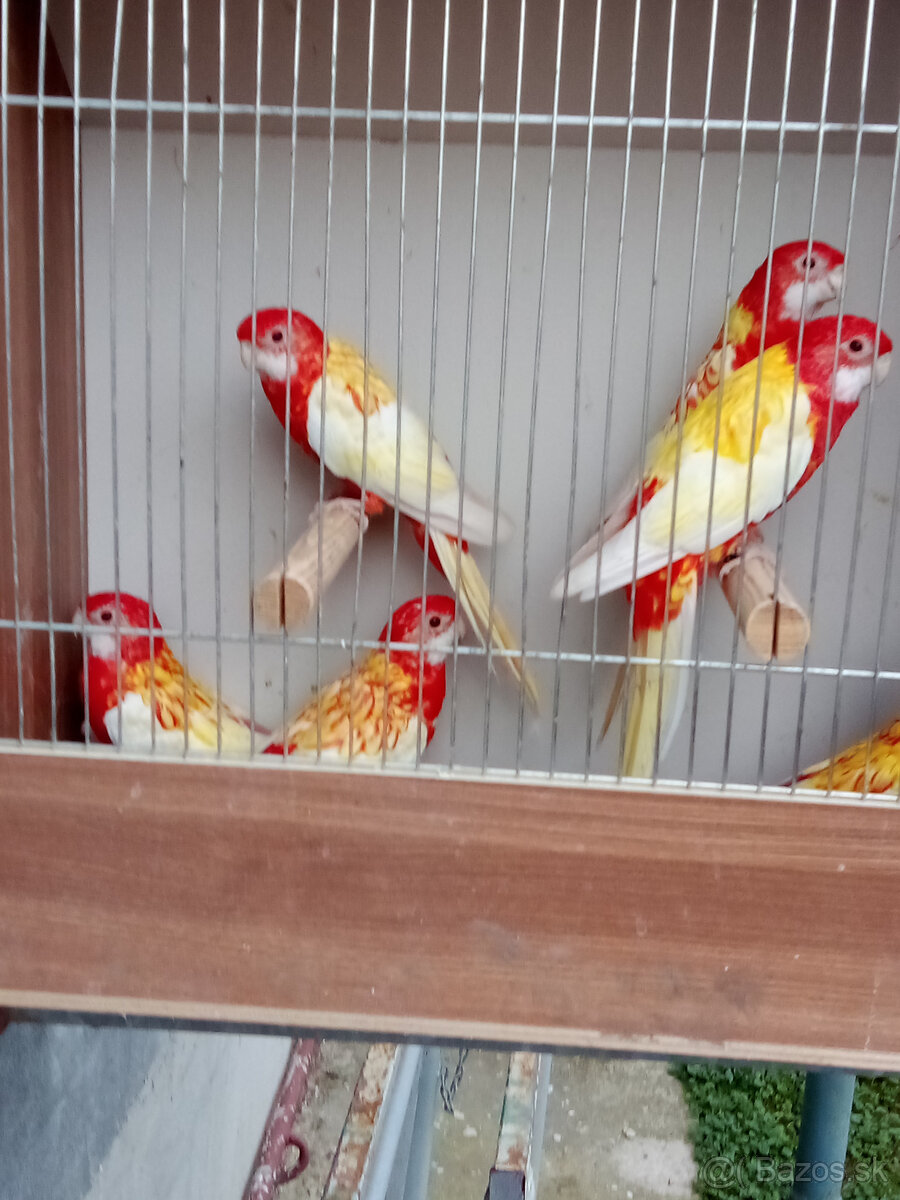 Rozela pestrá rubino - 5