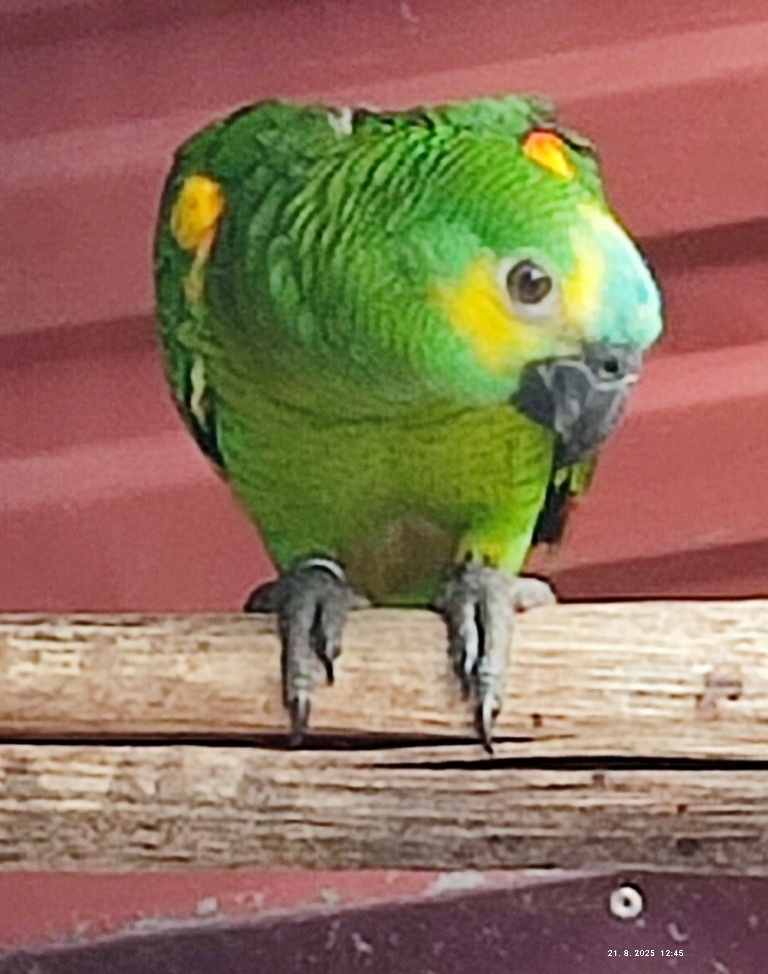 Amazoňan modročelý - 5