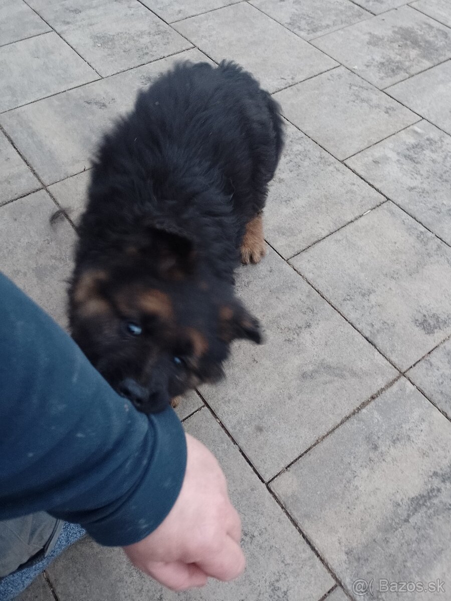 Nemecký ovčiak šteniatka - 5