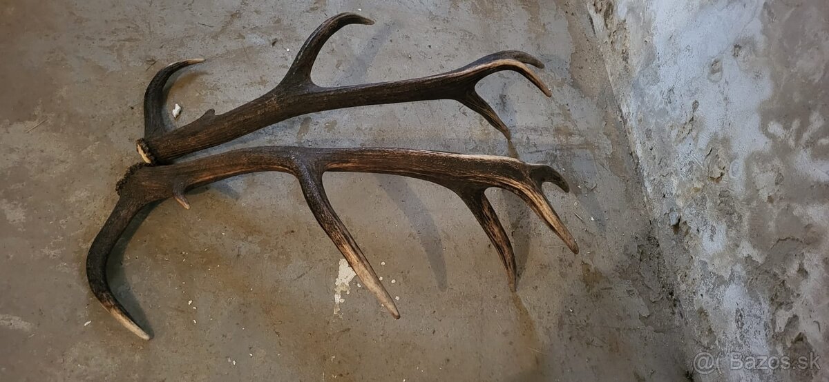 Jelenia parka.parohy.zhody - 5