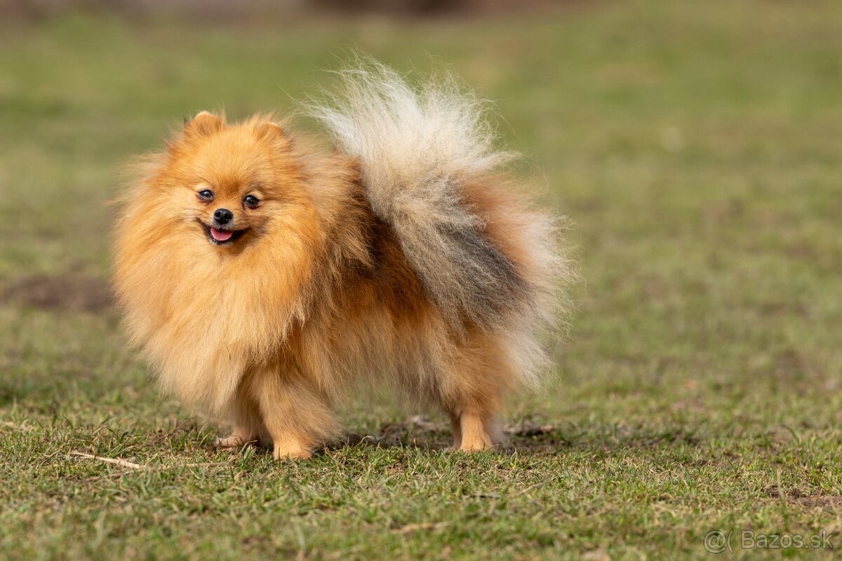 Pomeranian s PP - 5