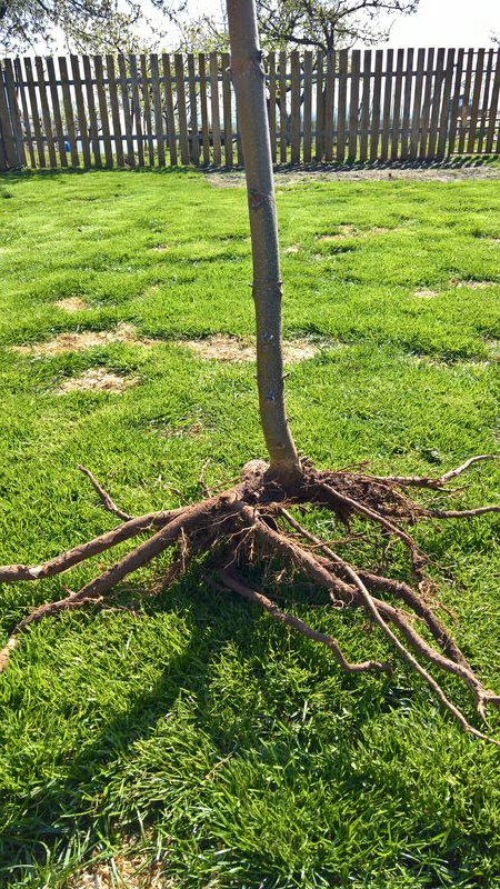 Paulownia Shan Tong - 5