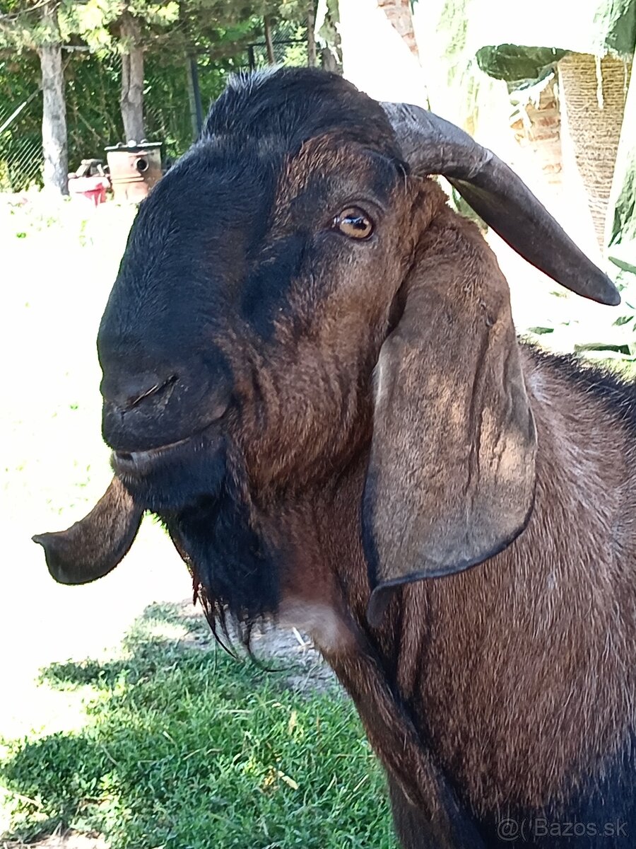 Anglonubijska koza a cap - 5